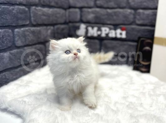 Muhteşem Surat Yapisina Sahi̇p British Longhair görsel