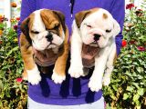 A Kalite İngiliz Bulldog Yavrularımız Sizlerle