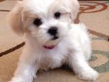 Maltipoo Sevimli Mini Boy Yavrular