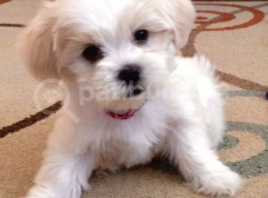 Maltipoo Sevimli Mini Boy Yavrular görsel
