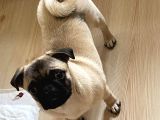 5 Aylık Orijinal Gül Kuyruk Pug Mops
