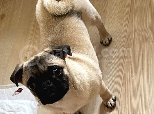 5 Aylık Orijinal Gül Kuyruk Pug Mops