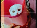 Scottish Fold