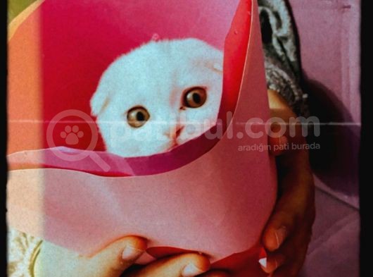 Scottish Fold görsel
