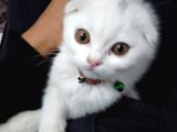 Scottish Fold