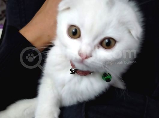 Scottish Fold görsel