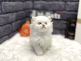 Muhteşem Surat Yapisina Sahi̇p British Longhair