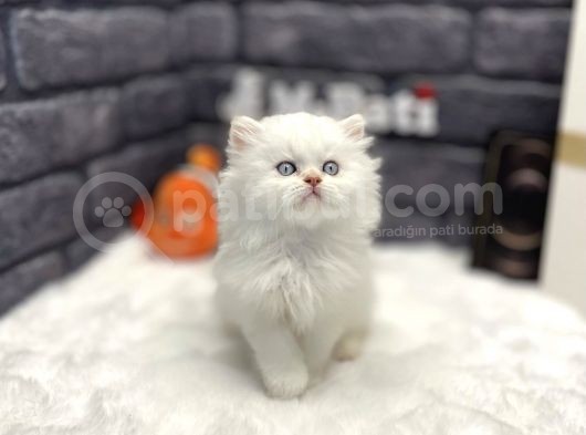 Muhteşem Surat Yapisina Sahi̇p British Longhair