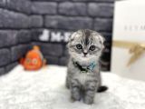 Show Class Scottish Fold