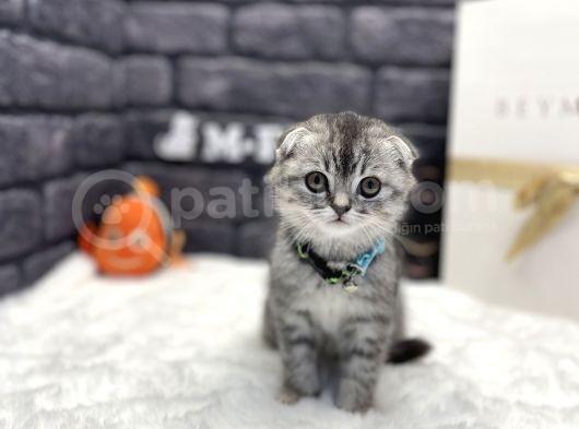 Show Class Scottish Fold görsel