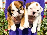 Muhteşem Güzelli̇kte İngiliz Bulldog Yavrularımız