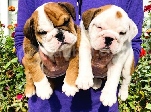Muhteşem Güzelli̇kte İngiliz Bulldog Yavrularımız