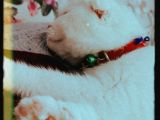 Scottish Fold