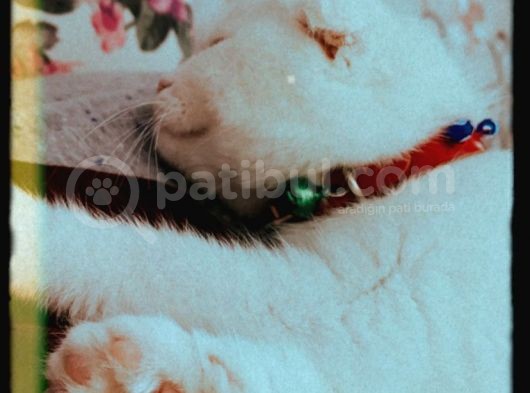 Scottish Fold görsel