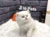 Muhteşem Surat Yapisina Sahi̇p British Longhair