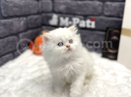 Muhteşem Surat Yapisina Sahi̇p British Longhair görsel