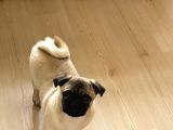 5 Aylık Orijinal Gül Kuyruk Pug Mops