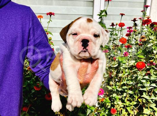 Muhteşem Güzelli̇kte İngiliz Bulldog Yavrularımız görsel