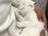 Scottish Fold