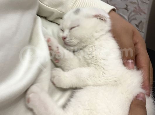 Scottish Fold