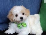 Maltipoo Sevimli Mini Boy Yavrular