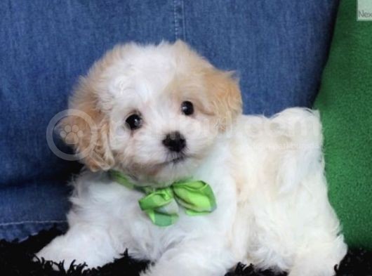 Maltipoo Sevimli Mini Boy Yavrular