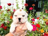 A Kalite İngiliz Bulldog Yavrularımız Sizlerle