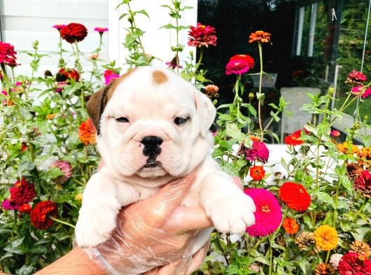 A Kalite İngiliz Bulldog Yavrularımız Sizlerle görsel