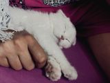 Scottish Fold