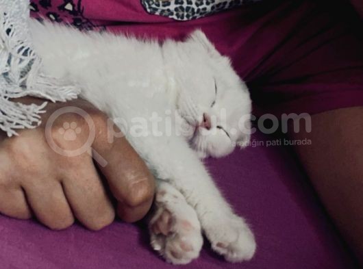 Scottish Fold görsel