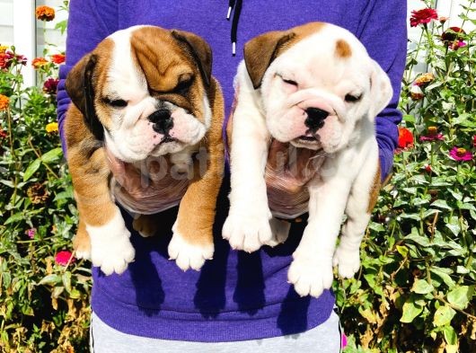 Muhteşem Güzelli̇kte İngiliz Bulldog Yavrularımız görsel