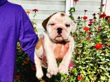 A Kalite İngiliz Bulldog Yavrularımız Sizlerle