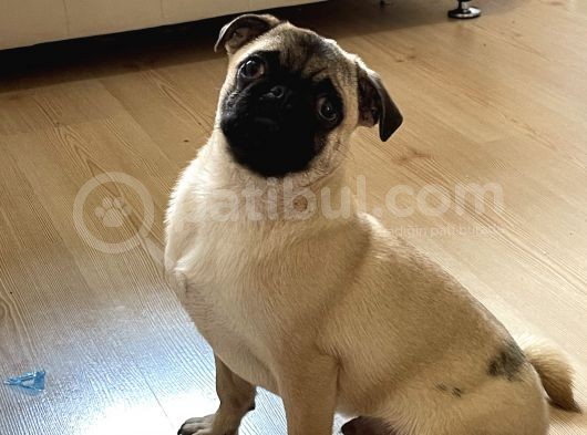 5 Aylık Orijinal Gül Kuyruk Pug Mops görsel