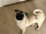 5 Aylık Orijinal Gül Kuyruk Pug Mops