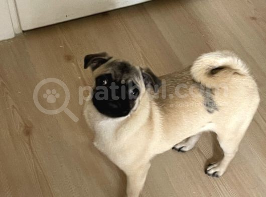 5 Aylık Orijinal Gül Kuyruk Pug Mops görsel