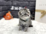 Show Class Scottish Fold