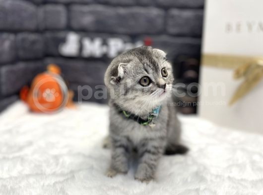 Show Class Scottish Fold görsel
