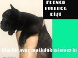 2.5 Aylık Dişi Fransız Buldog Bebekler