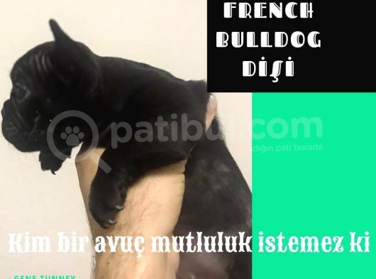 2.5 Aylık Dişi Fransız Buldog Bebekler