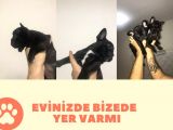 2.5 Aylık Dişi Fransız Buldog Bebekler