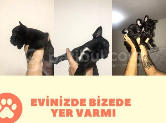 2.5 Aylık Dişi Fransız Buldog Bebekler görsel