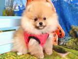 Orjinal Pomeranian Boo Yavrularımız