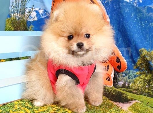 Orjinal Pomeranian Boo Yavrularımız görsel