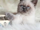 Oyuncu yumurcak british shorthair erkek yavrumuz 