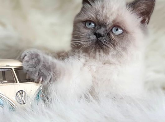 Oyuncu Yumurcak British Shorthair Erkek Yavrumuz 