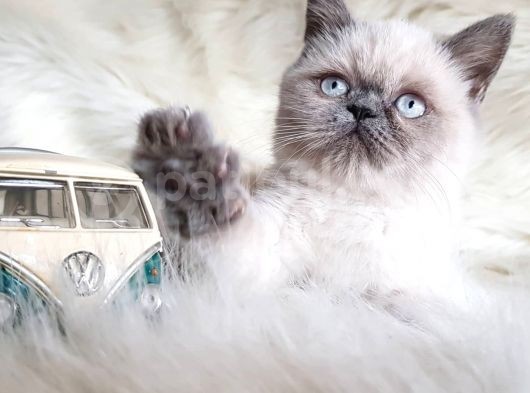 Oyuncu Yumurcak British Shorthair Erkek Yavrumuz  görsel