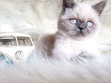 Oyuncu Yumurcak British Shorthair Erkek Yavrumuz 