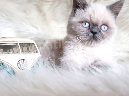 Oyuncu Yumurcak British Shorthair Erkek Yavrumuz  görsel
