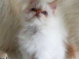 Oyuncu Yumurcak British Shorthair Erkek Yavrumuz 