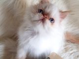 Oyuncu yumurcak british shorthair erkek yavrumuz 